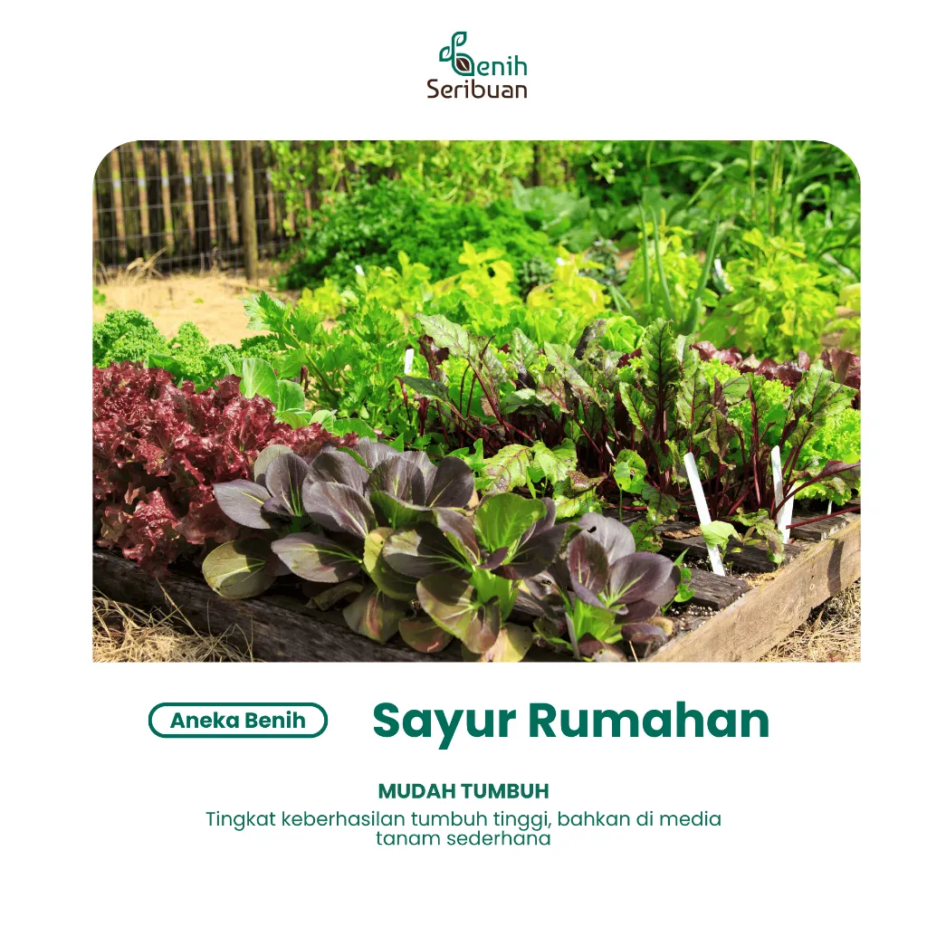 Paket Benih Seribuan Sayur Lengkap – 100+ Varian Unggulan - Image 4