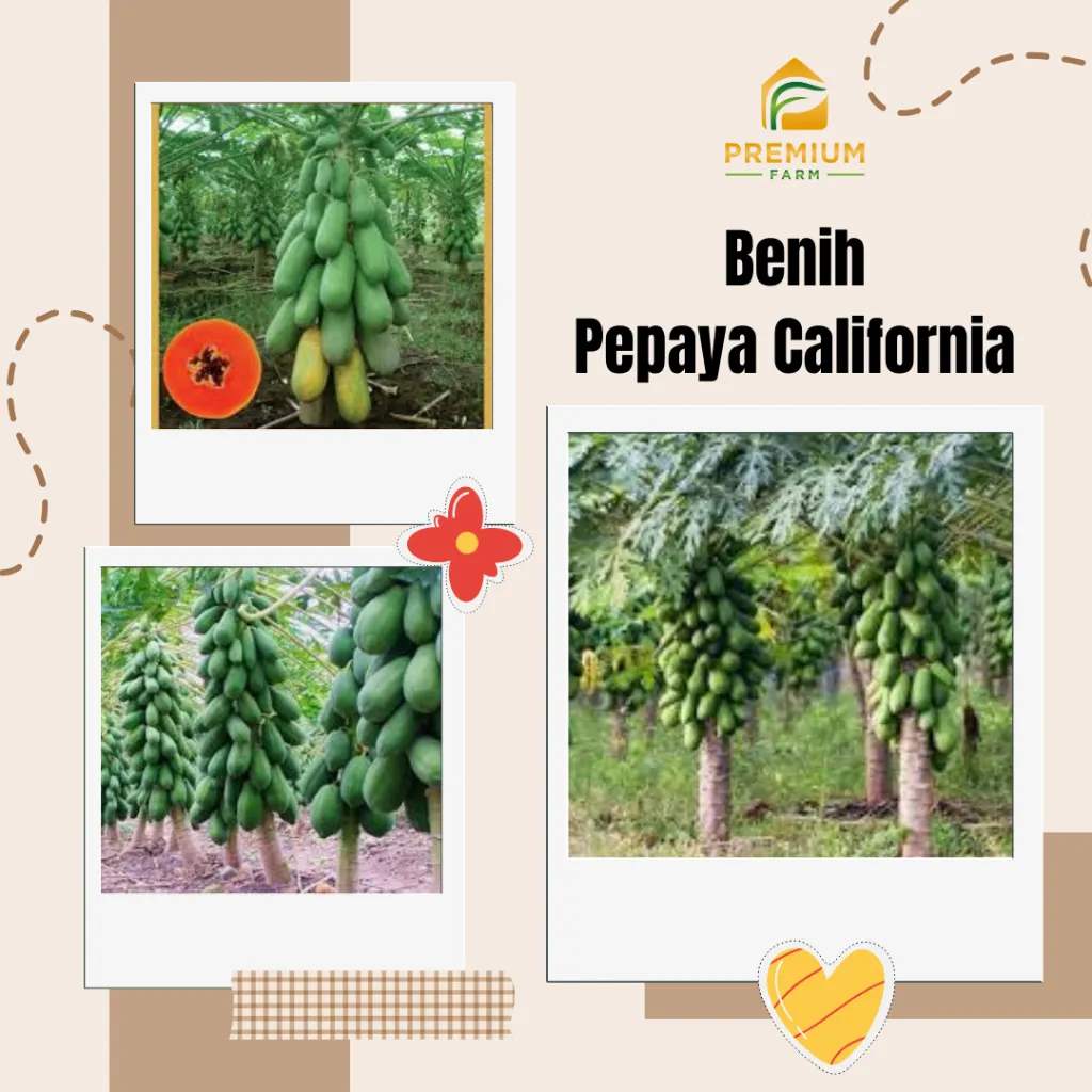 Benih Bibit Pepaya California F1 Super – Isi 10 Biji | Buah Besar, Manis, Daging Renyah - Image 4