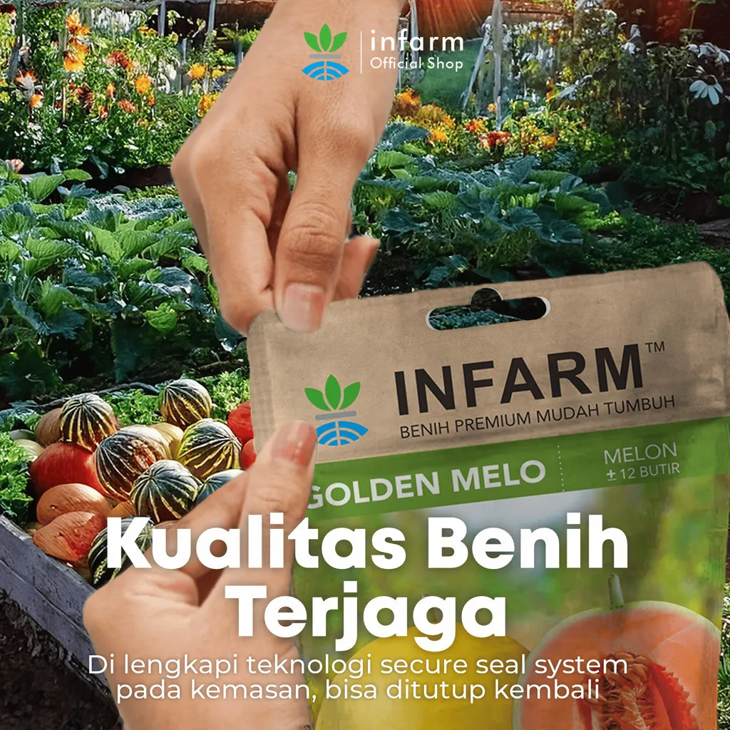 Benih Melon Golden Hibrida Unggul – Melon Kuning Oren Manis 12–13 Brix - Image 4