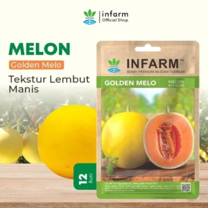 Benih Melon Golden Hibrida Unggul – Melon Kuning Oren Manis 12–13 Brix