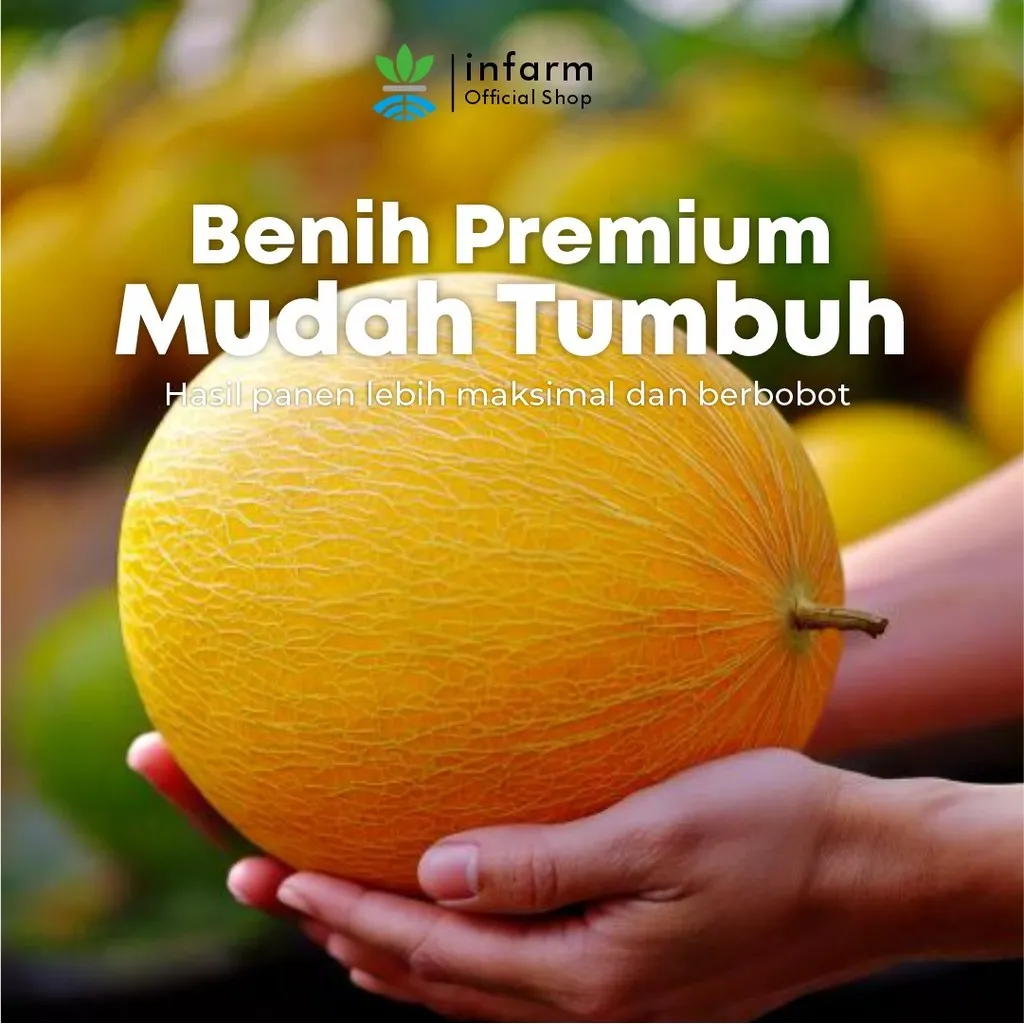 Benih Melon Golden Hibrida Unggul – Melon Kuning Oren Manis 12–13 Brix - Image 2