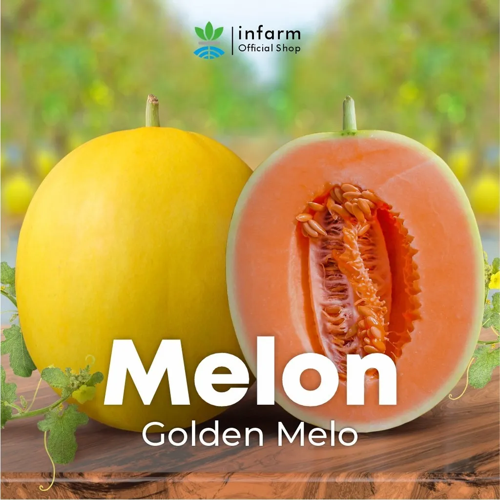 Benih Melon Golden Hibrida Unggul – Melon Kuning Oren Manis 12–13 Brix - Image 3